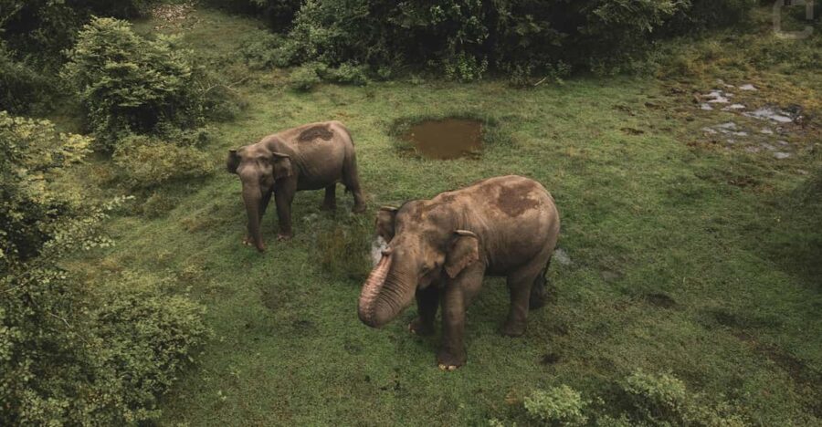 Sri Lanka 3-Day - South Coast, Cultural Triangle, Wildlife - Tour Overview
