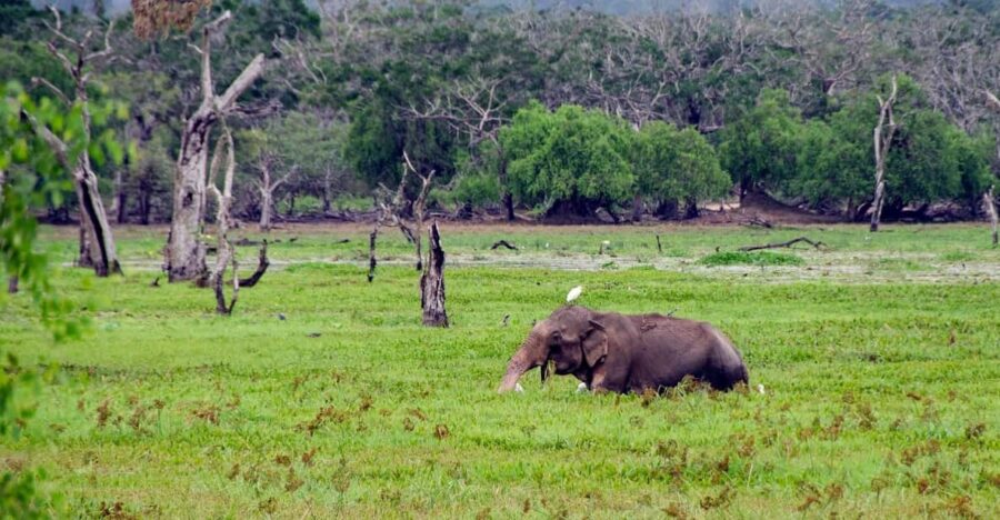 Sri Lanka Hill Country Train, Water Rafting, Jungle Safari