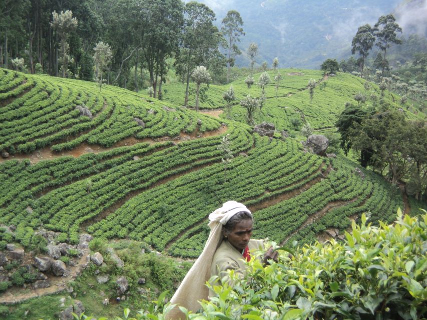 Sri Lanka Holidays With One Week Trekking the Pekoe Trail - Package Details