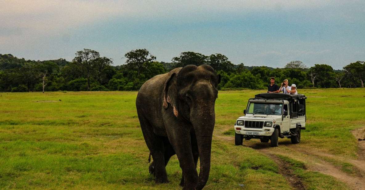 Sri Lanka Wildlife, Udawalawe, Sinharaja, Hill Country Train - Tour Overview