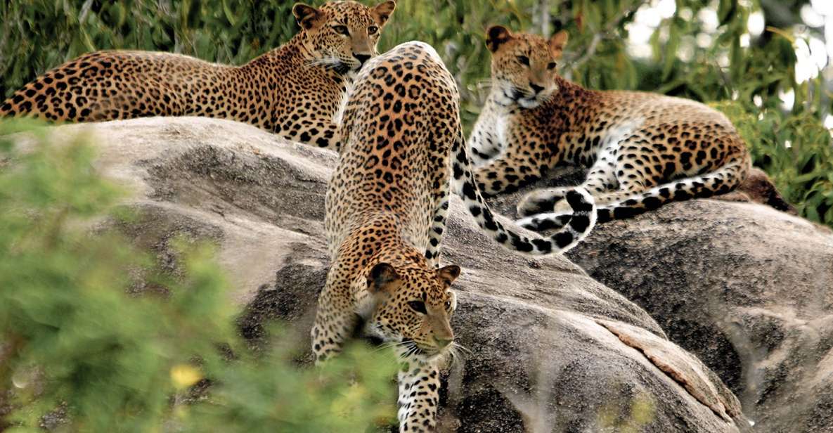 Sri Lanka: Yala National Park Private Safari - Location and Duration