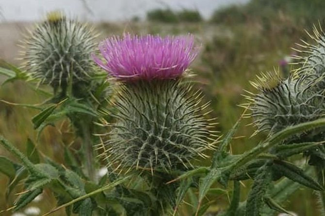 St Andrews Private Personal Driving Day Tour Six Hours
