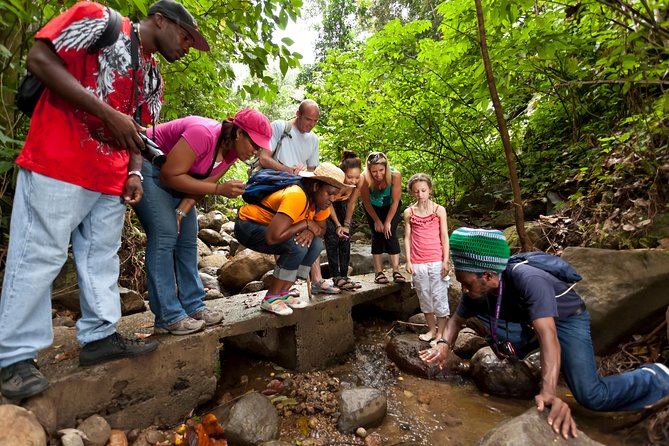 St Lucia Rainforest Walk