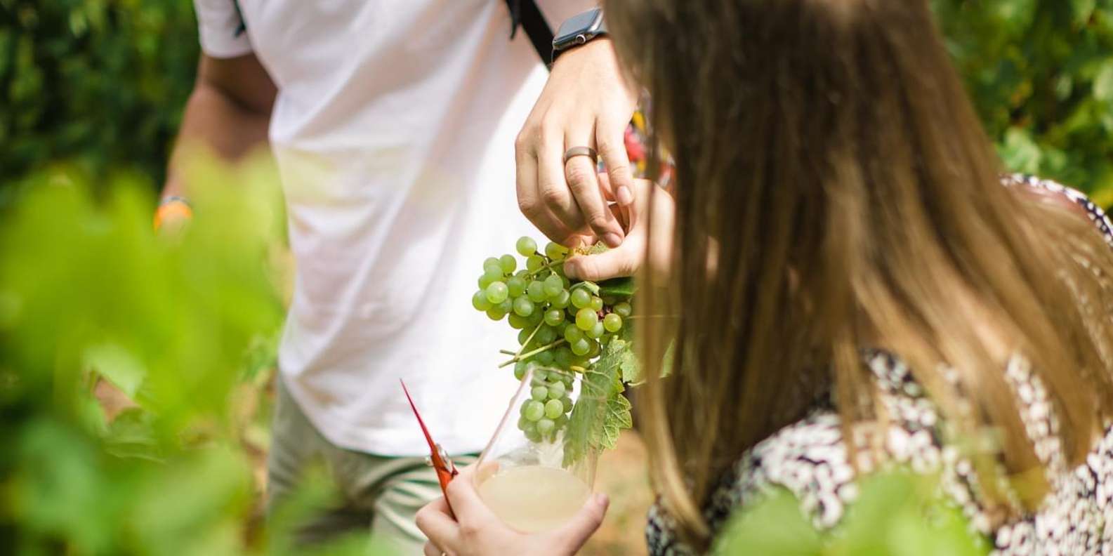 Stellenbosch Franschoek and Paarl Wine Tasting Private Tour. - Tour Overview