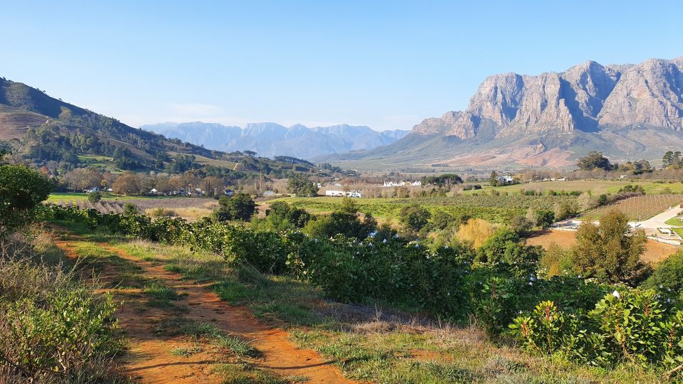 Stellenbosch: Guided Vineyard Hike and Wine Tasting - Good To Know