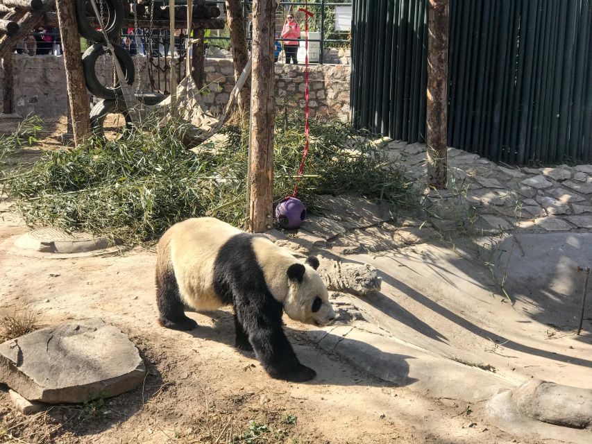 Summer Palace Walking Tour - Tour Overview and Pricing