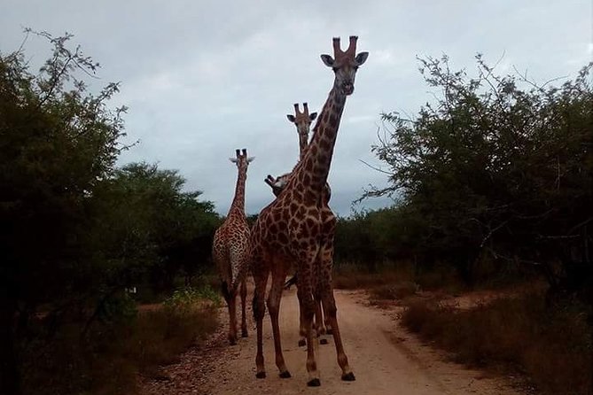 Sunrise Safari