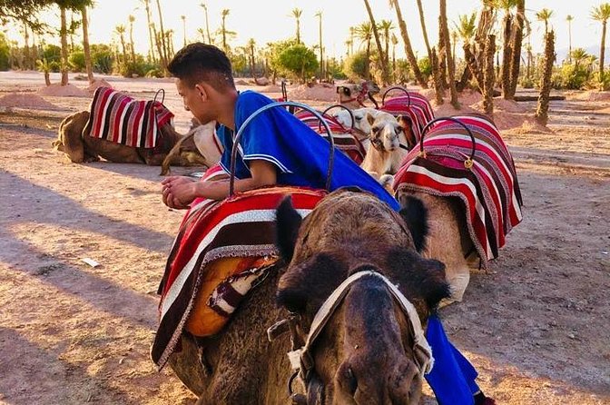 Sunset Camel Ride in the Palm Grove Of Marrakech