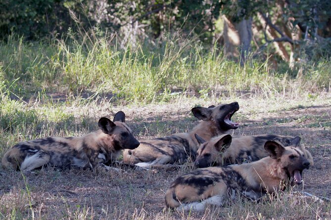 Sunset Game Drive Safari Near Hoedspruit - Overview of the Safari Experience