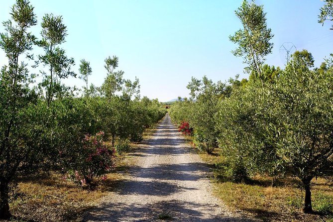 Sunset Tour With Visit and Guided Tasting of 5 Wines and Local Products