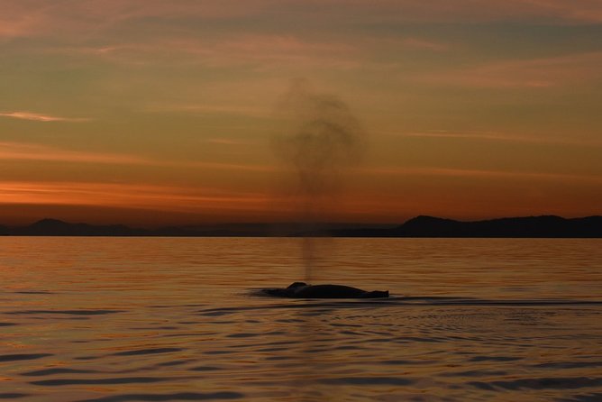 Sunset Whale Watching Adventure From Victoria - Amenities and Inclusions