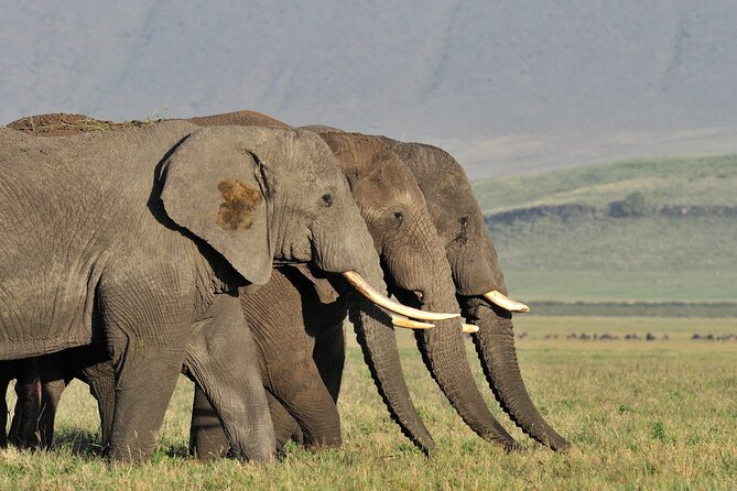 Take Me to Tarangire and Ngorongoro -3 Days