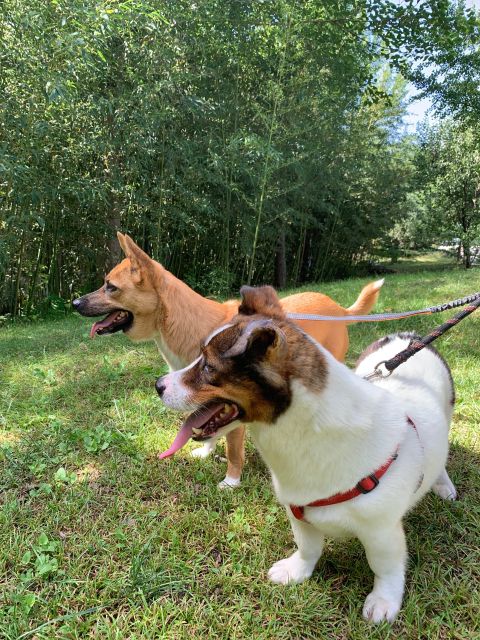 Taking a Walk With Rescue Puppies