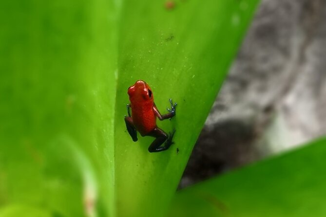 Tamarindo River Guided Kayak Mangrove & Environment Watching Tour in Guanacaste - Tour Overview