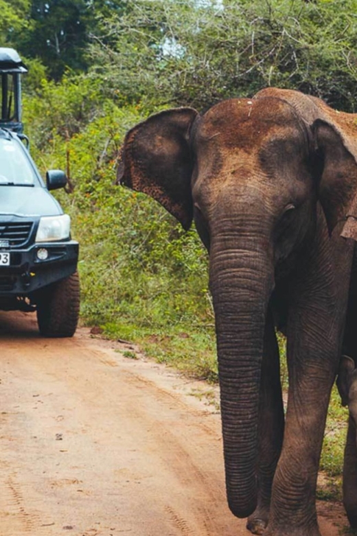 Tangalle/Hiriketiya: Udawalawa Safari & Elephant Transit Hom