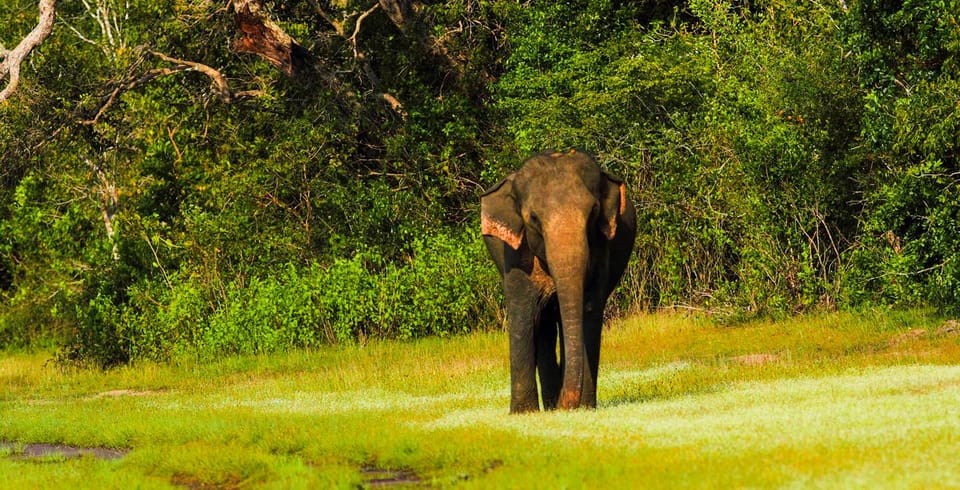 Tangalle: Udawalawe National Park Safari With Hotel Pickup - Tour Overview