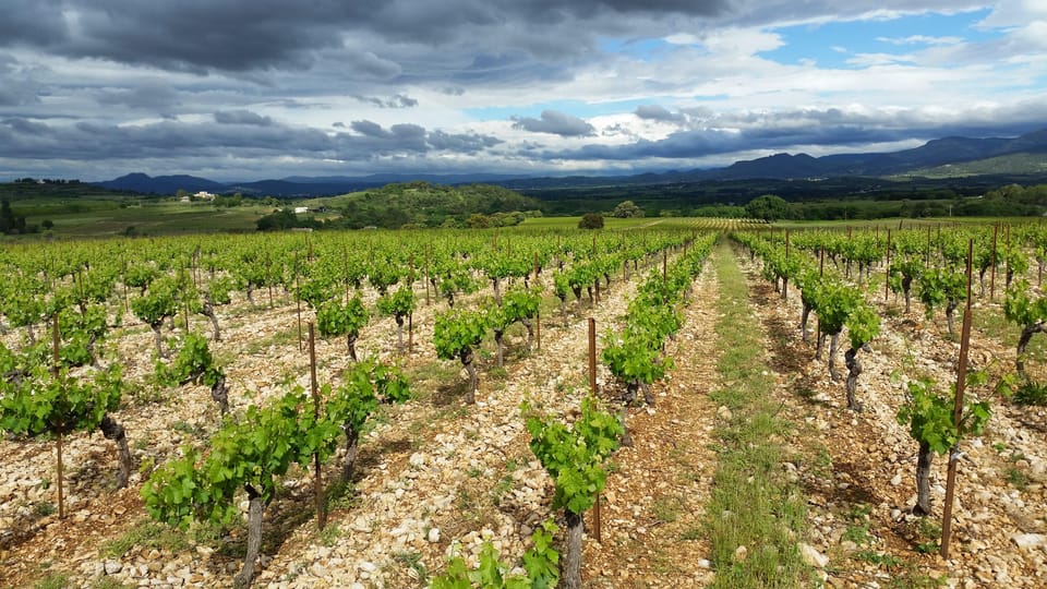 Tasting Tour : the Secrets of the Vineyard Chateau Capion - Tour Overview