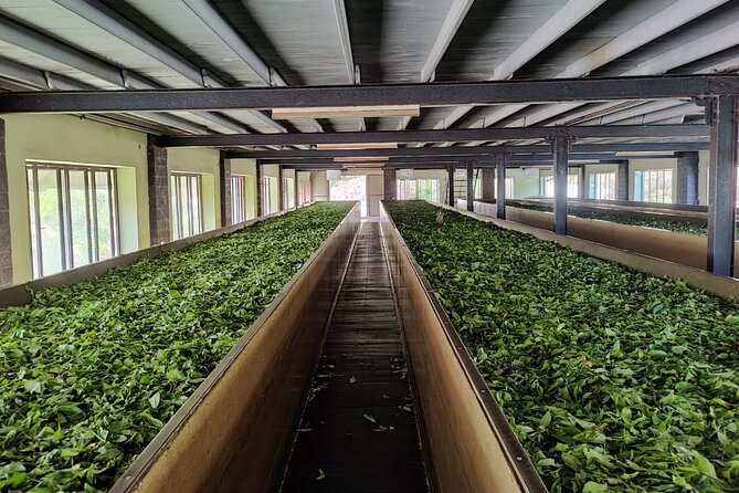 Tea Factory Tour With Tea Tasting Session