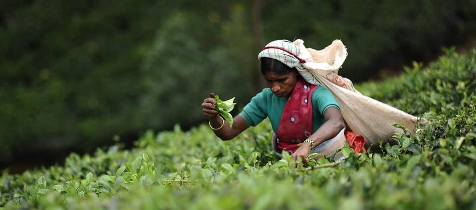 Tea Plucking & Tea Factory: Tour From Nuwara Eliya - Tour Overview and Pricing