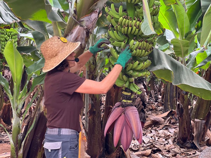 Tenerife: Finca Las Margaritas Banana Plantation Experience - Guided Tour Experience