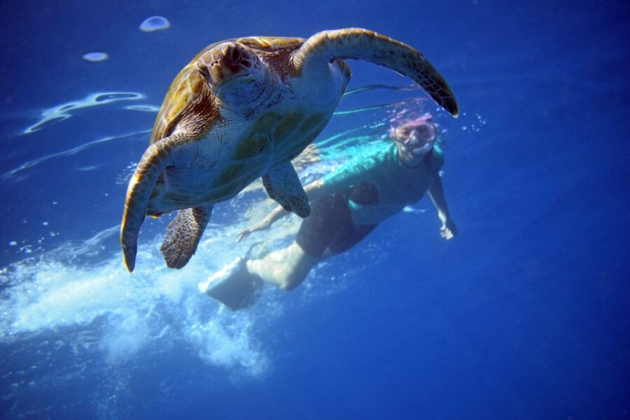 Tenerife: Kayaking and Snorkeling With Turtles