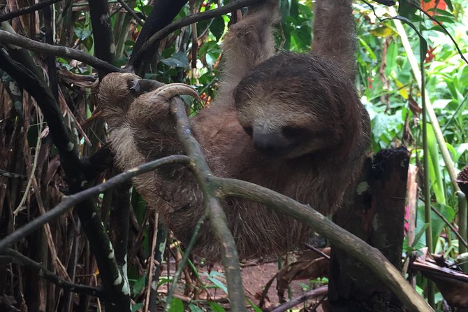 Tenorio Rain Forest Hanging Bridges & Sloth Encounter