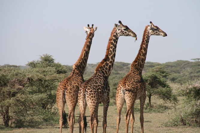 The Best Selous 1 Day Safari From Zanzibar
