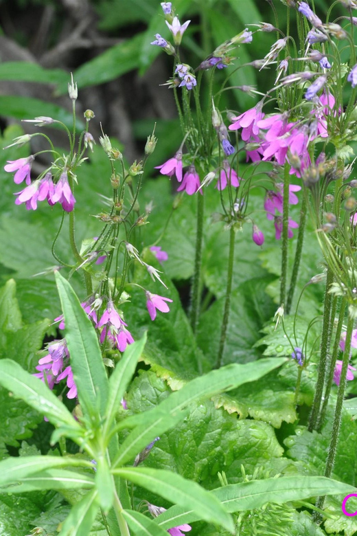 THE BOTANICAL GARDENS OF AOSTA VALLEY - Activity Overview and Pricing