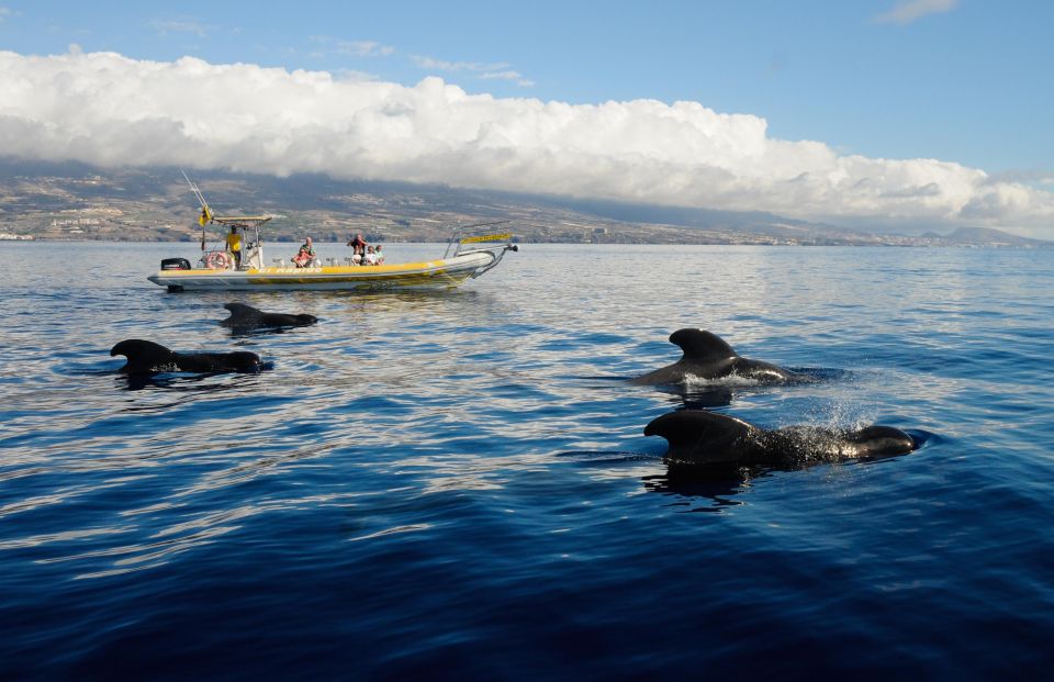 The Giants: Dolphin and Whale-Watching Speedboat Tour - Tour Overview