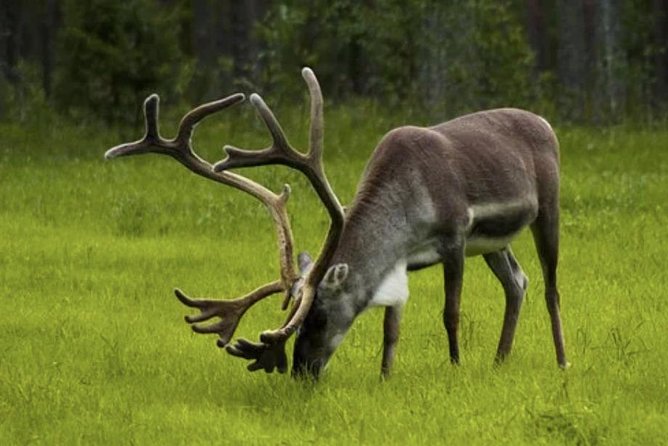 The North Cape, Reindeer and Sami Families Tour - Tour Overview