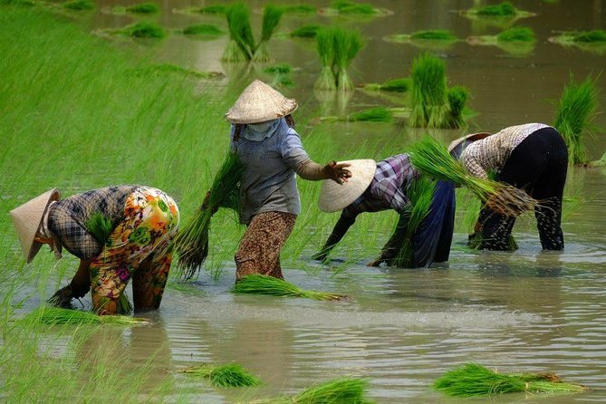 Three-Day Mekong Delta Private Tour – Including Tra Su Bird Sanctuary