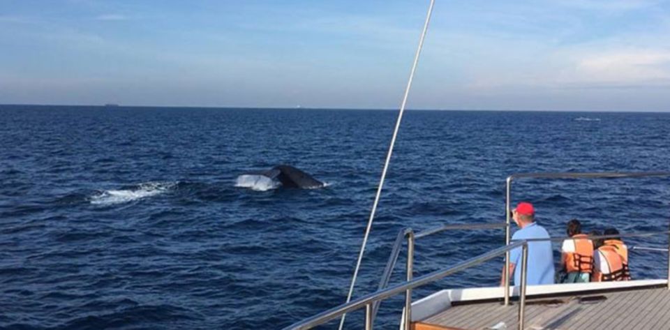 Three-Day Weligama Whale Watching Expedition - Expedition Overview