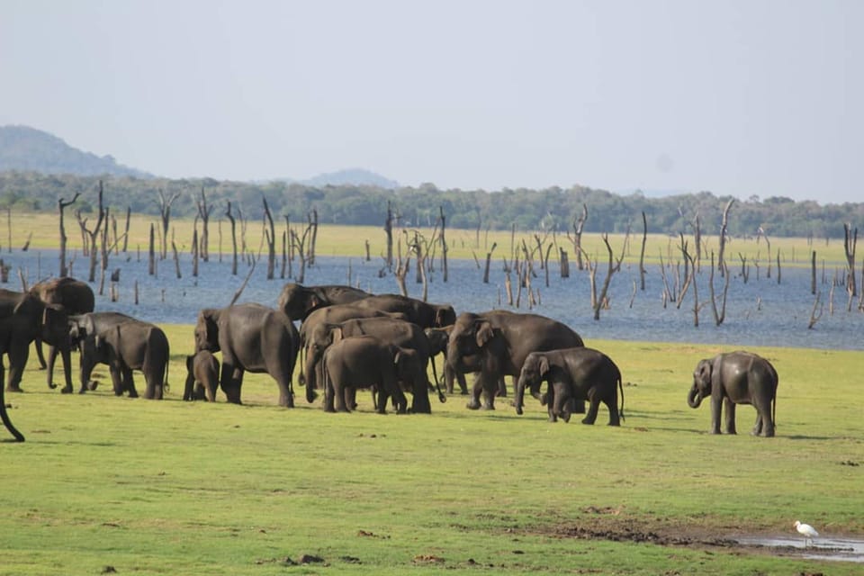 Top-Rated Safari Experience in Kaudulla National Park - Hassle-Free Transportation Arrangements