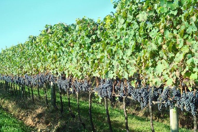 Tour Gran Reserva - Valley of the Vineyards