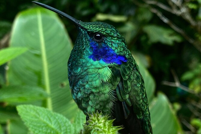 Tour in Monteverde Curi-Cancha Reserve - Exploring Monteverdes Biodiversity