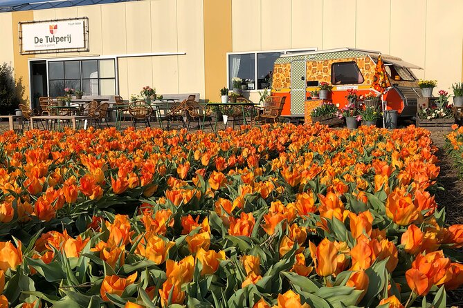 Tour of the Tulip Fields in a Typical Ducth Tulip Farm