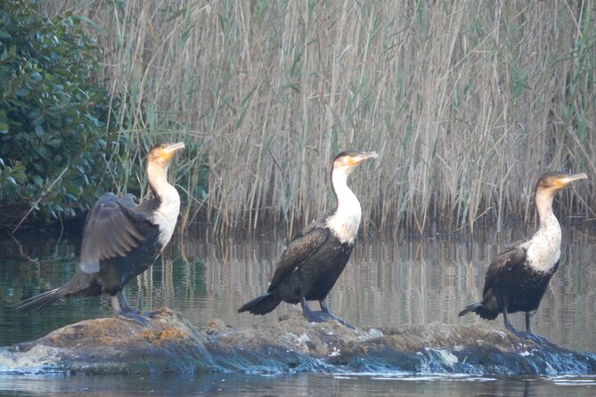 Touw River Boat Cruise – Wilderness National Park
