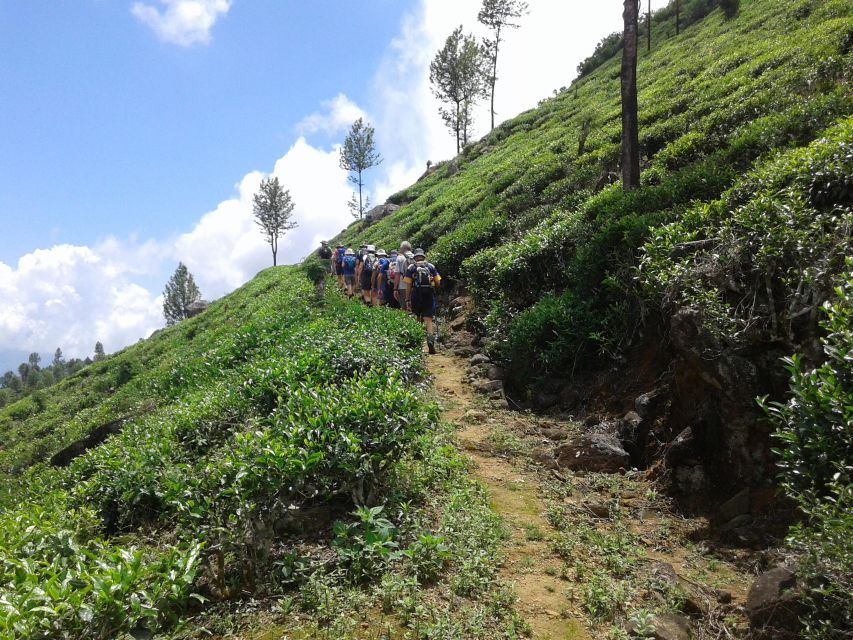 Trail Running From Haputele to Bambarakanda Water Falls - Activity Overview