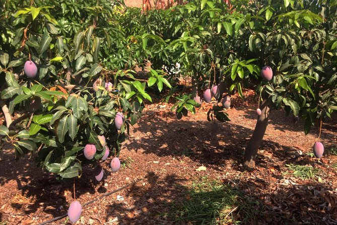 Tropical Route, Avocados and Mangoes – Small Group, Tasting and Lunch Included