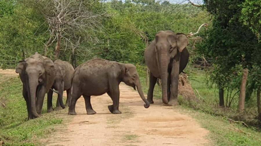 Udawalawa National Park Safari & Elephant Transit Home Tour