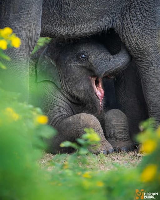 Udawalawe National Park Day Tour - Tour Overview and Pricing