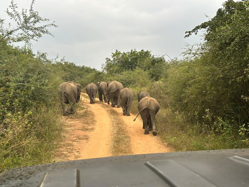 Udawalawe National Park Private Safari With Naturalist - Tour Overview