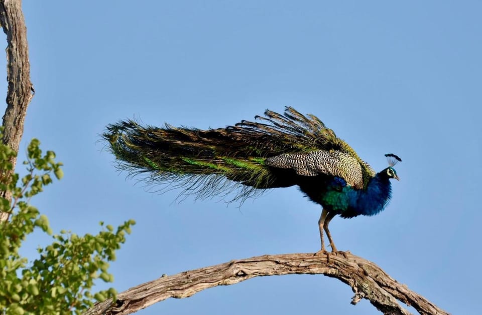 Udawalawe National Park: Safari With Experienced Driver - Safari Experience Overview