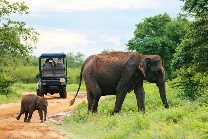 Udawalawe National Park Safari With Transfers From Colombo