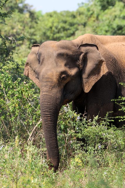 Udawalawe Safari | PRIVATE TOUR 🐘 - Tour Overview and Pricing