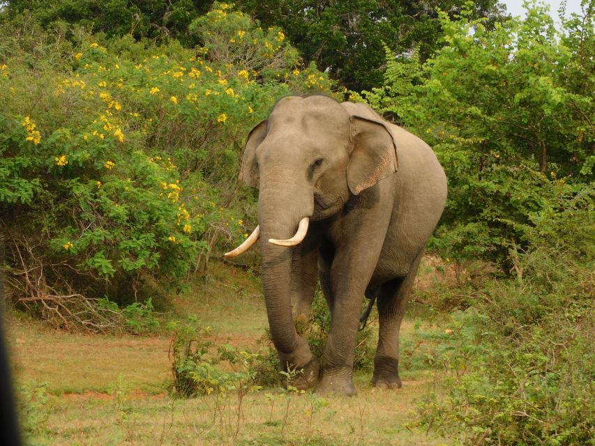 Udawalawe Safari Tour From Hambantota Port(Shore Excursion) - Tour Overview