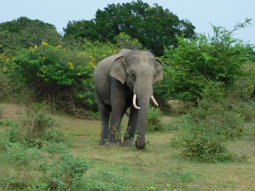 Udawalawe Safari Tour From Tissamaharama / Hambantota Areas - Tour Overview