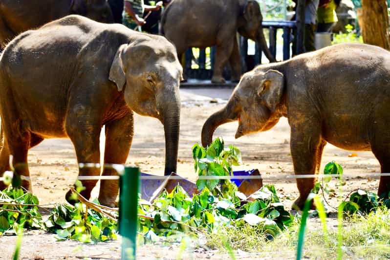 Udawalawe Safari With Elephant Transit Home