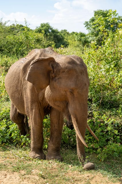 Udawalawe Safari With Vishal - Safari Overview and Pricing