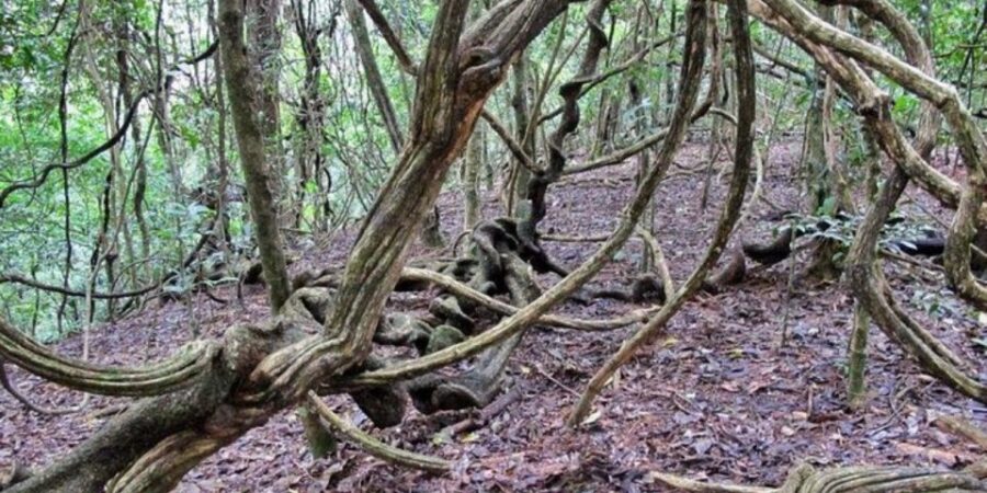 Udawatte Kele:Birdwatching and Nature Trekking Experience